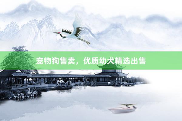 宠物狗售卖，优质幼犬精选出售